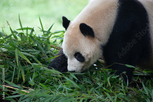 giant panda investigating bamboo sichuan china