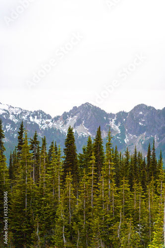 trees and snow capped mountains © VectorSq
