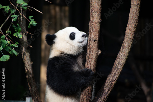 Fototapeta Naklejka Na Ścianę i Meble -  giant panda cub in a tree in sichuan china