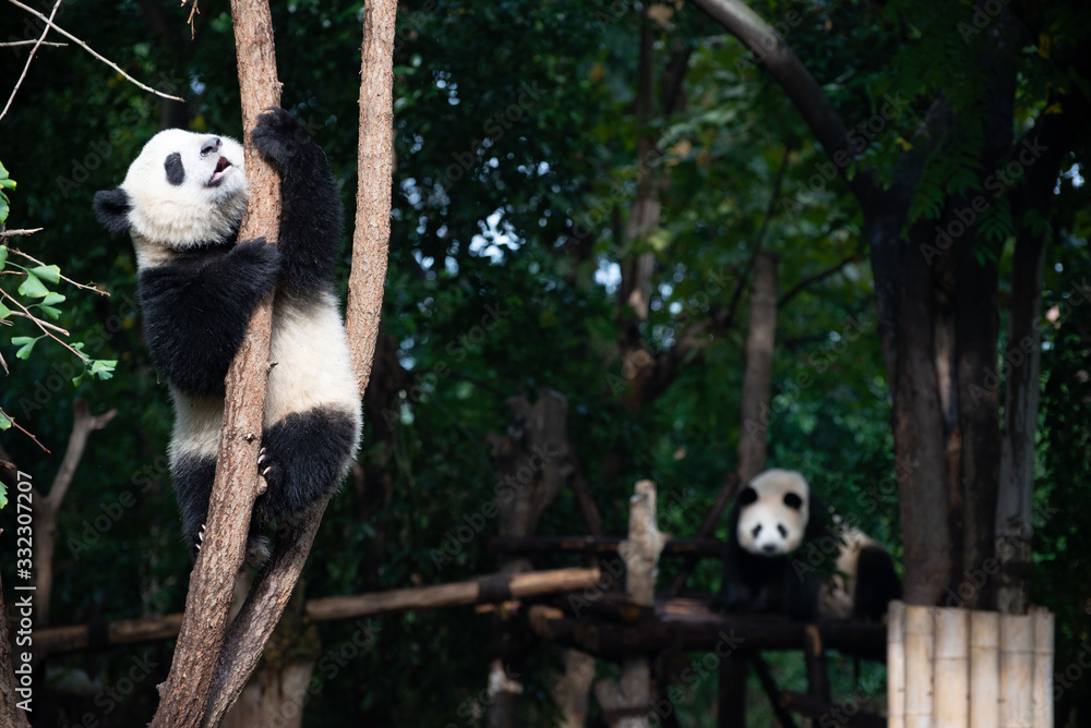 Obraz premium giant panda baby playing in a tree