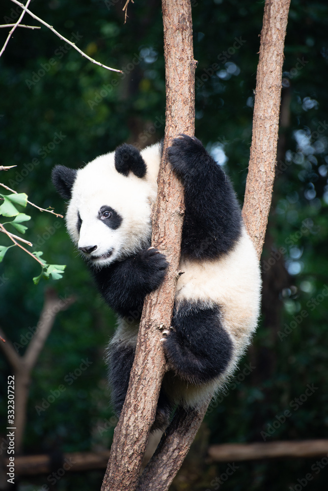 Fototapeta premium panda wielka bawiąca się na drzewie