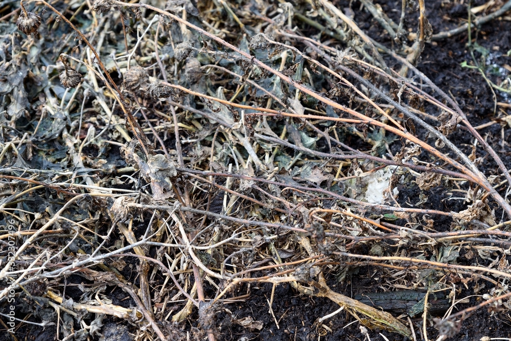 In spring last year's dried flowers appear from under the melted snow