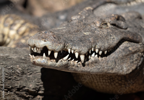 Close up Mouth of Crocodile was Sunbathing Isolated on Background