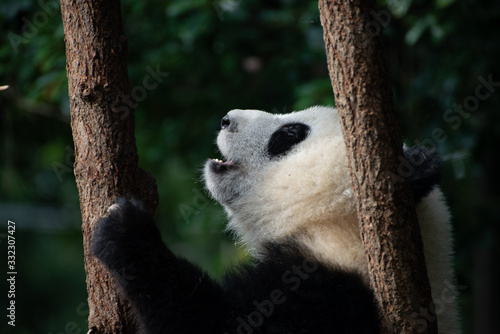 Fototapeta Naklejka Na Ścianę i Meble -  giant panda baby playing in a tree
