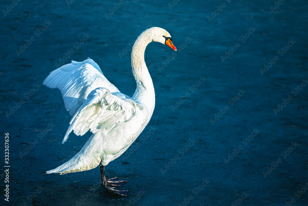 Naklejka premium The mute swan (Cygnus olor)