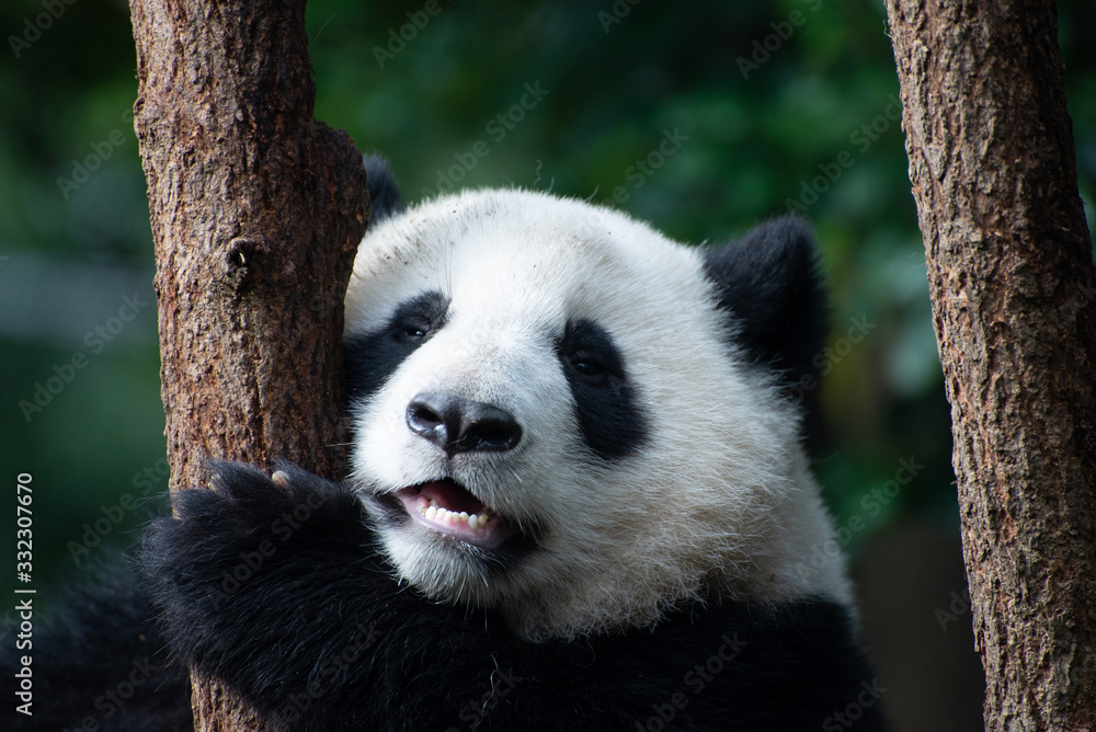 Obraz premium baby giant panda portrait in a tree