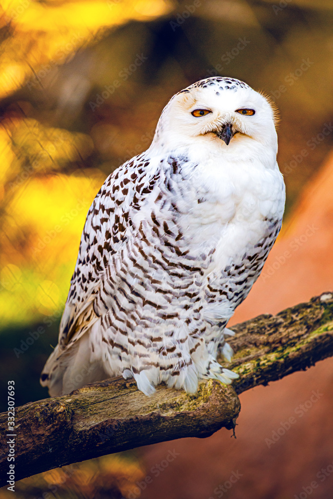 Obraz premium The snowy owl (Bubo scandiacus)