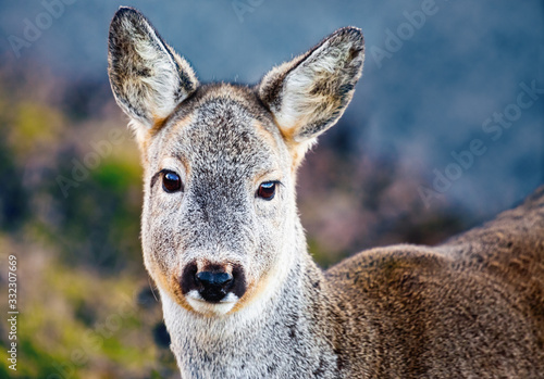 The European roe deer (Capreolus capreolus)