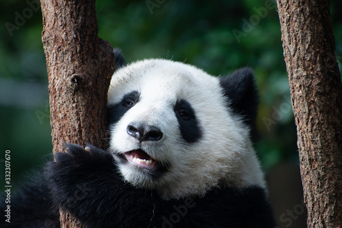 Fototapeta Naklejka Na Ścianę i Meble -  baby giant panda portrait in a tree