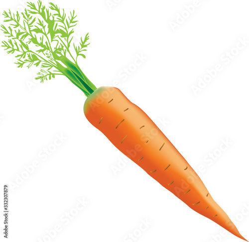Young ripe carrots