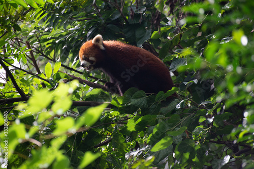 red panda in trees in sichuan china