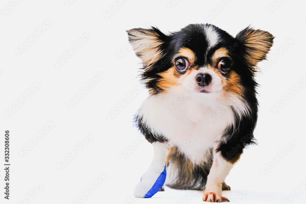 dog puppy chihuahua sick stethoscope heart red white background cute gift dog puppy chihuahua sick stethoscope heart red white background cute gift