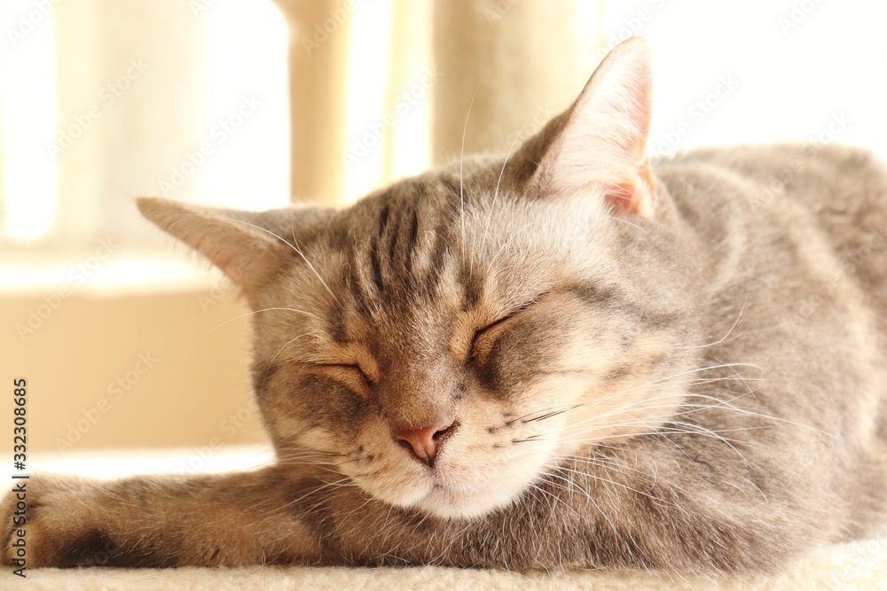 陽だまりの癒し猫アメリカンショートヘアー 陽だまりの癒し猫アメリカンショートヘアー