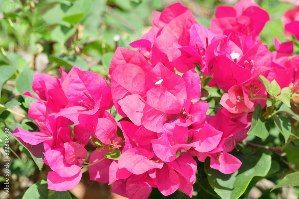 Pink bougainvillea flower Bright bloom in the sun,Selective focus Pink bougainvillea flower Bright bloom in the sun,Selective focus