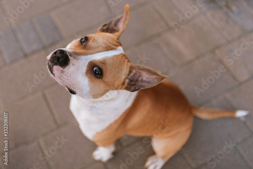 A beautiful brown dog breed American stafford on the street © Dragica