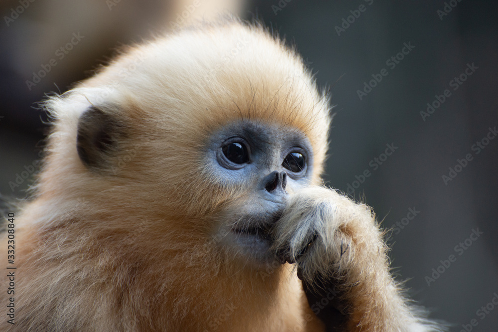 young golden snub nosed monkey sichuan china young golden snub nosed monkey sichuan china