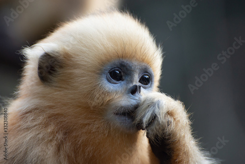 Photo young golden snub nosed monkey sichuan china