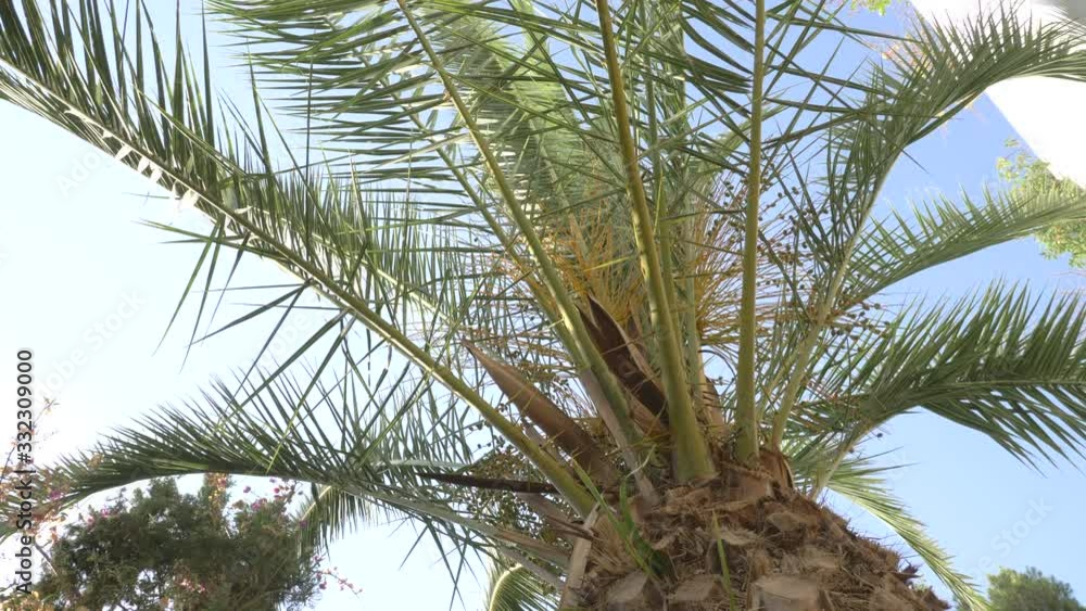 Isolated Lonely Palm Tree with Green Leafs - Bright day with no clouds filming beautiful nature. Isolated Lonely Palm Tree with Green Leafs - Bright day with no clouds filming beautiful nature.