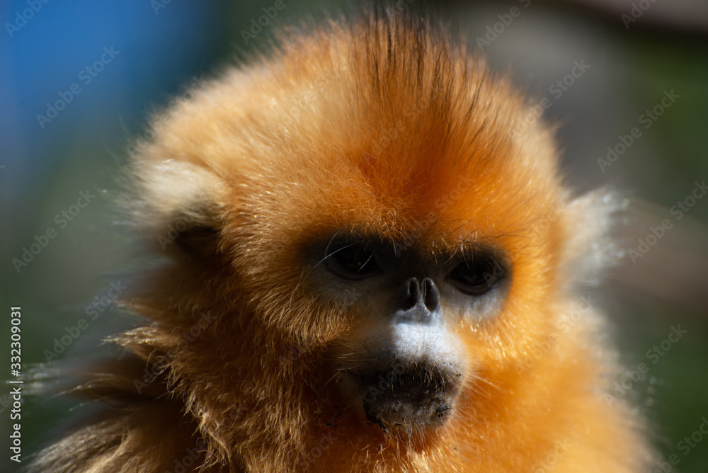 Fototapeta premium young golden snub nosed monkey china