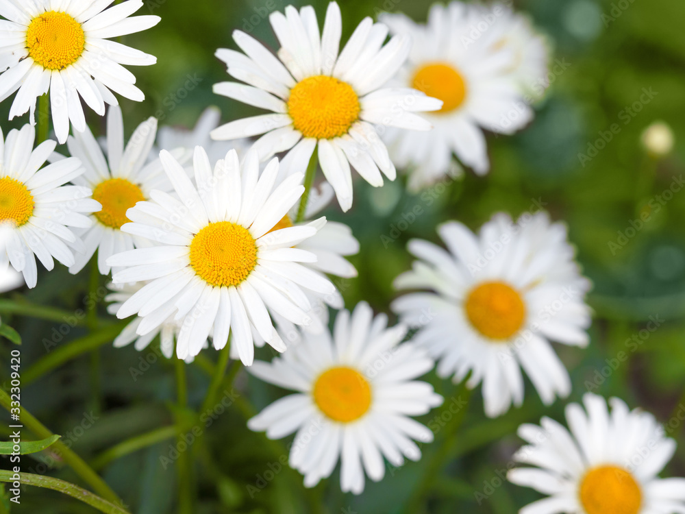 Beautiful white daisy flowers in sunny day Beautiful white daisy flowers in sunny day