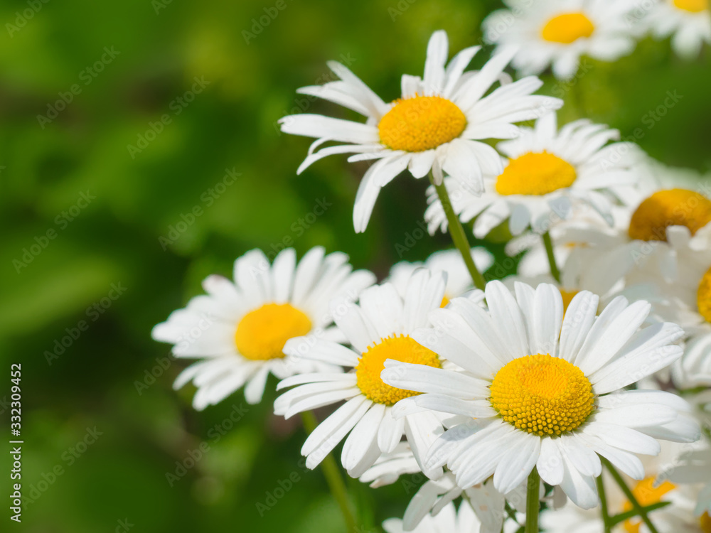 Beautiful white daisy flowers in sunny day Beautiful white daisy flowers in sunny day