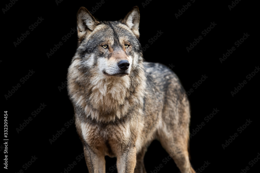 Grey wolf with a black background