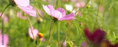 Beautiful cosmos flowers blooming in garden