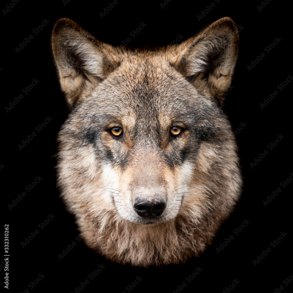 Grey wolf with a black background