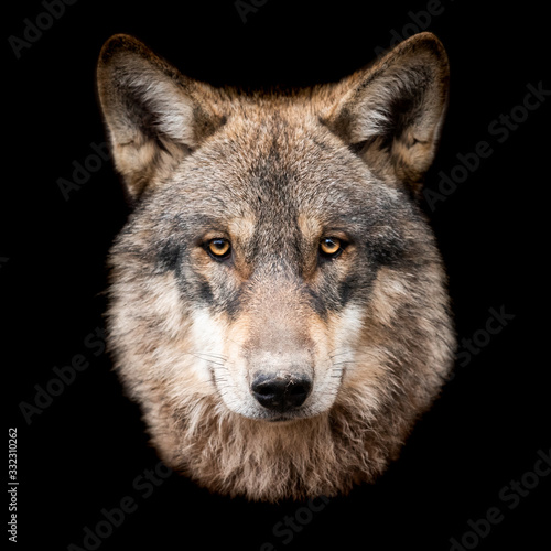 Grey wolf with a black background