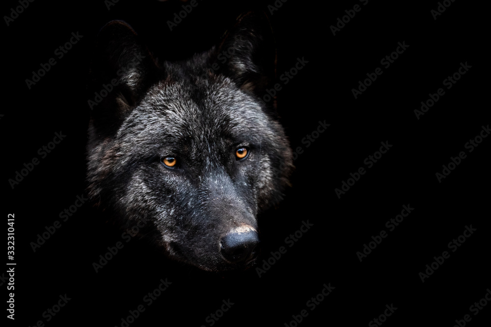 Black wolf with a black background Black wolf with a black background