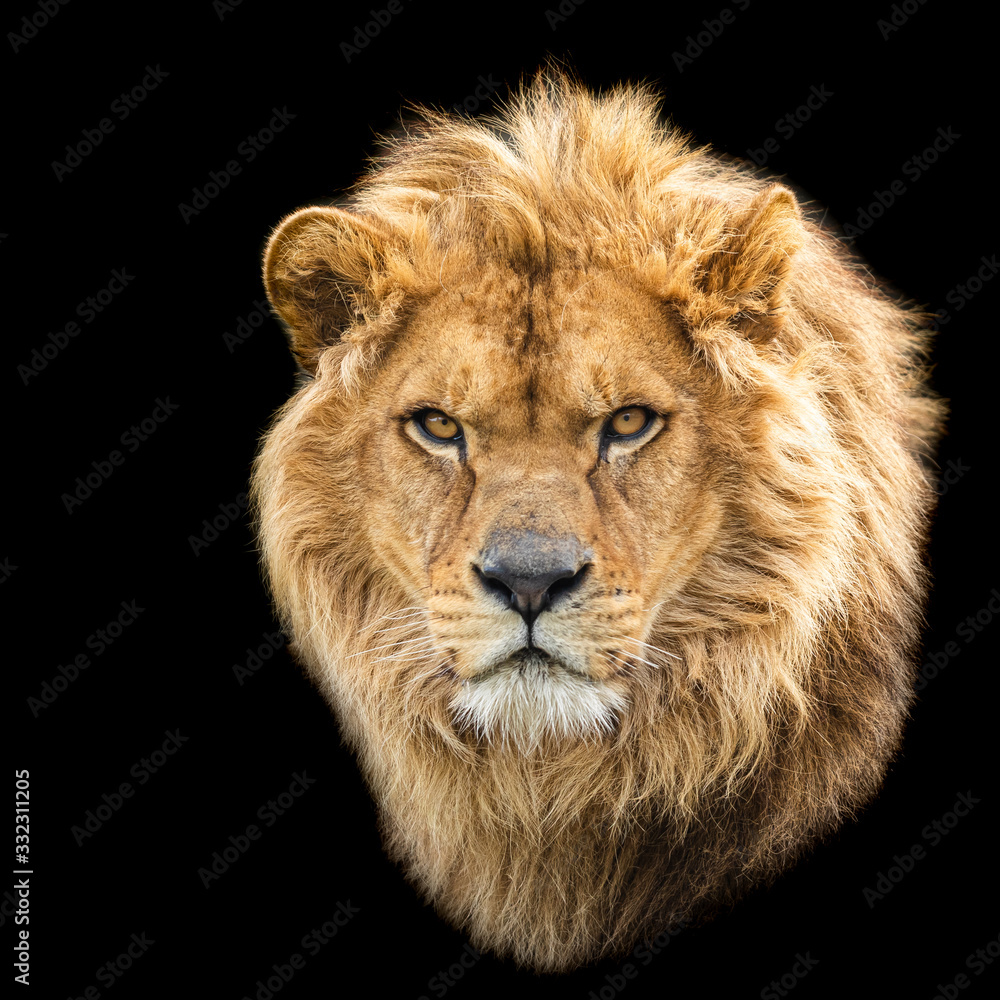 Lion with a black background