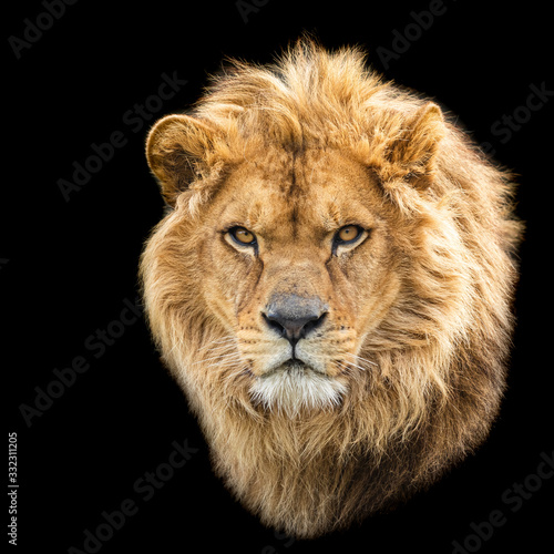 Obraz na płótnie Lion with a black background w salonie