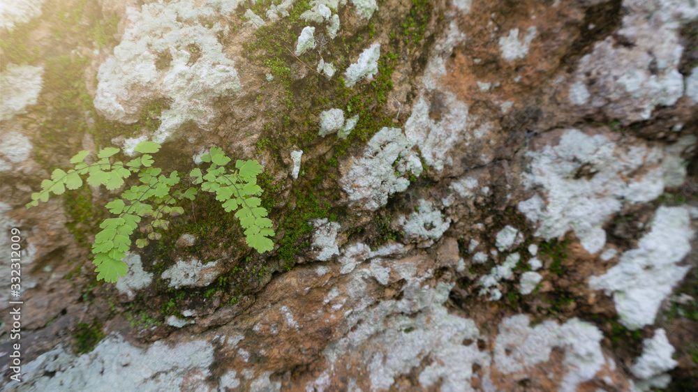 Maidenhair Fern that grows on mountain cliffs, images suitable for use as educational material, wallpapers, background images or graphic resources