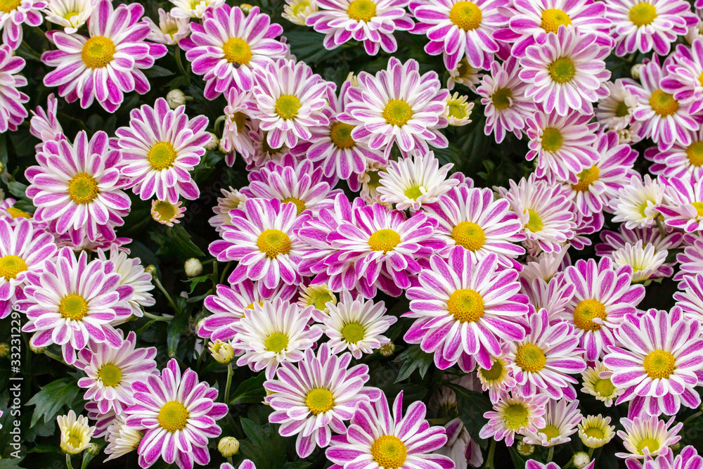 Fototapeta premium Bush of white magenta chrysanthemum blossom, top view. Bright two-tone bouquet of fresh natural blooming chrysanthemums, backdrop background