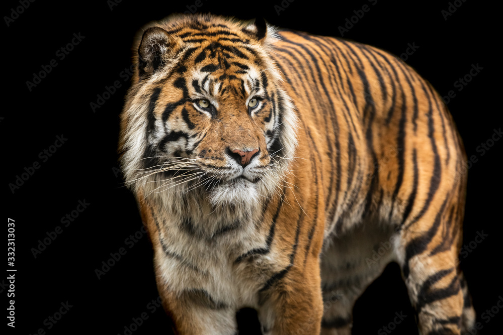 Fototapeta premium Tiger with a black background