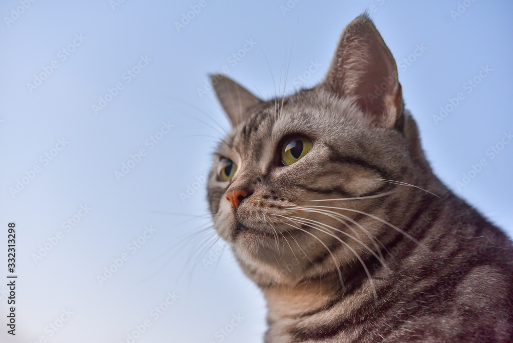 猫と青空 猫と青空