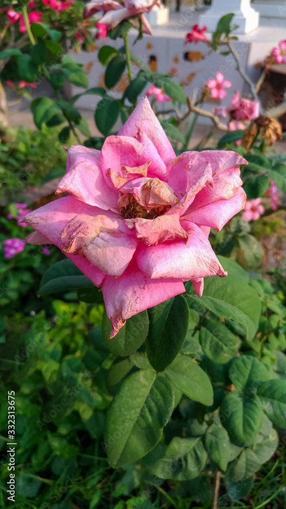 Pink roses wilting on the tree in nature. Pink roses wilting on the tree in nature.