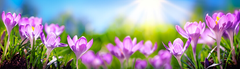 Crocus Spring Flowers