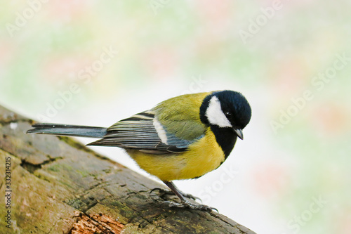 Great tit sits on an old stump. Forest bird Parus major. © ss404045