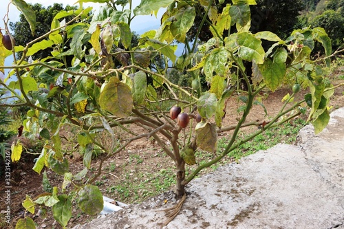 Tamarillo, Tree tomato, Dutch eggplant, Fresh fruit of Tamarillo in the garden photo