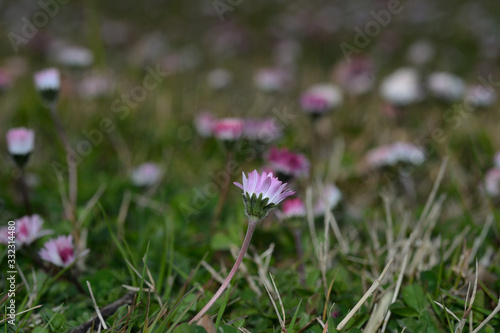 Close-up of daisy lower on background of green grass and flowerbed