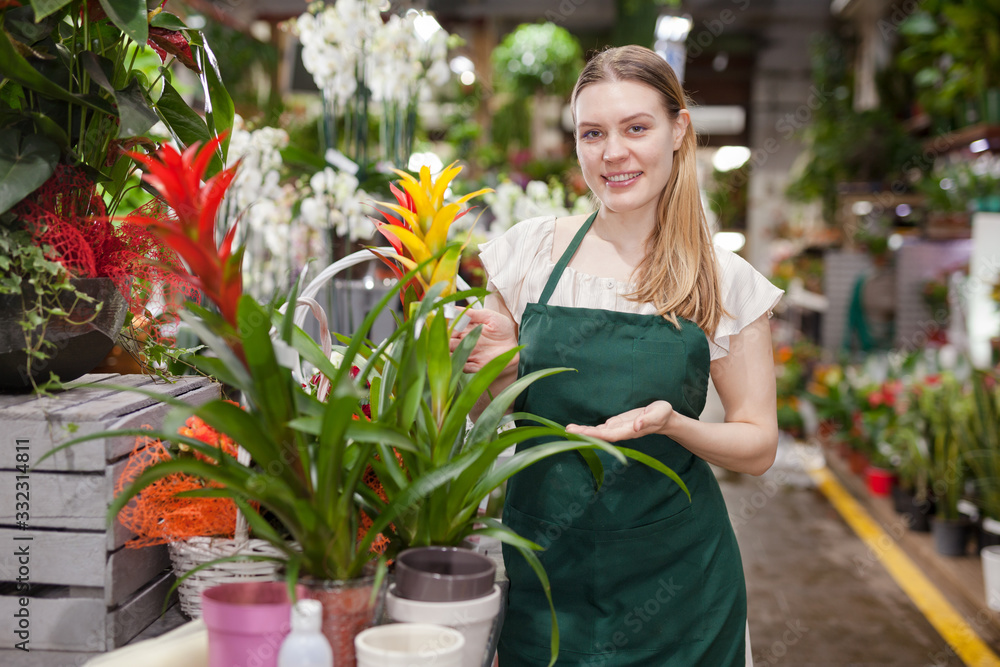 Fototapeta premium Positive woman picking a bromelia flower in the flower shop