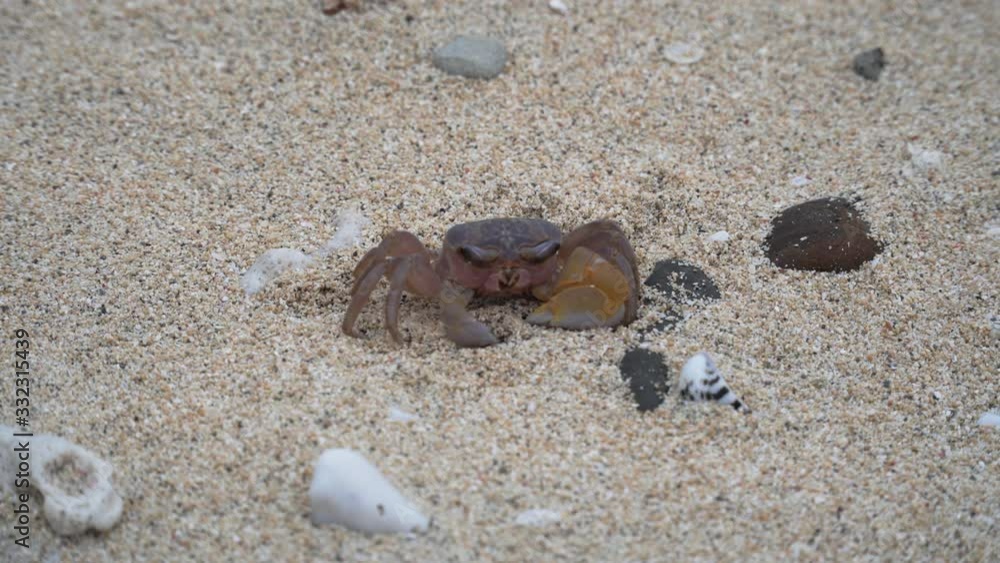 A single crab on the sand cleaning it's eye - close up A single crab on the sand cleaning it's eye - close up