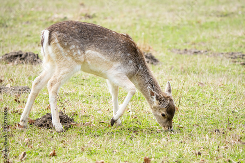 Closeup of a european fallow deer looking for food