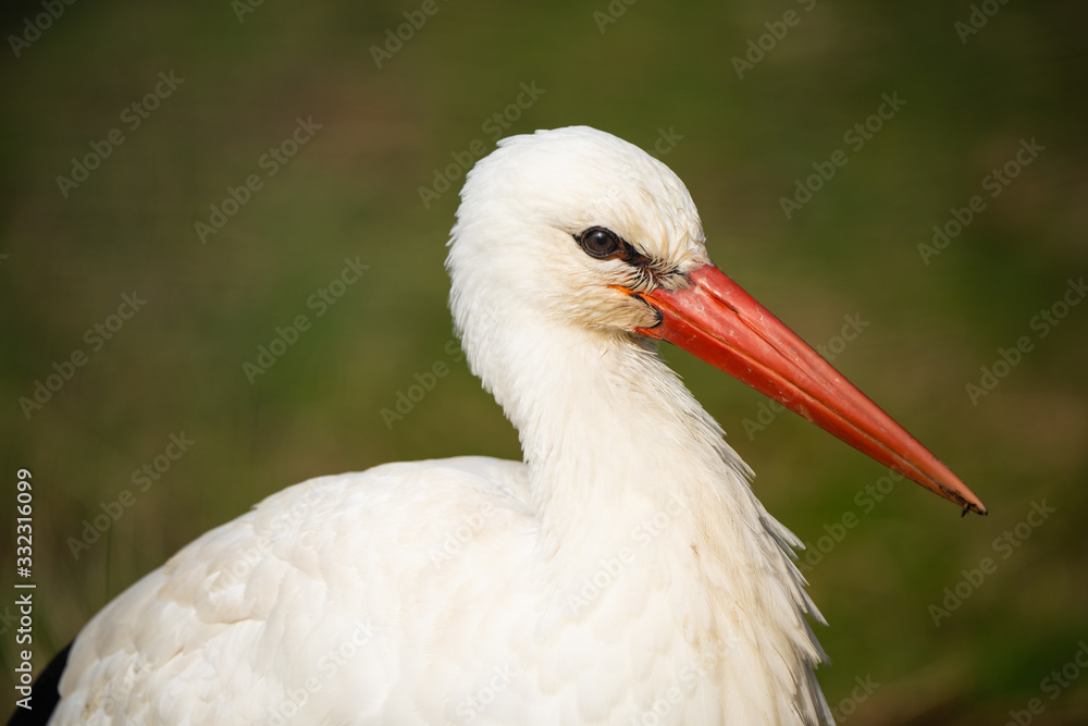 Fototapeta premium Closeup portrait of a european white stork