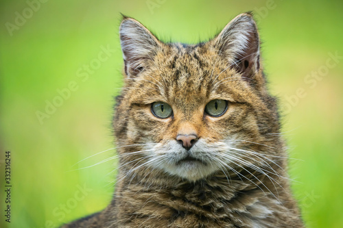Closeup of a european wildcat