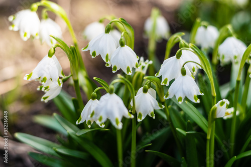Snowdrops bloom in the spring sunny day. © Oleksandr Masnyi