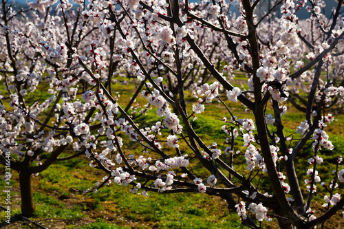 Apricot flowers on tree branches