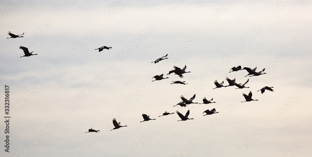Cranes flying in blue sky