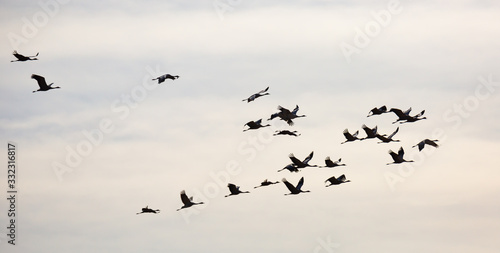 Cranes flying in blue sky © JackF